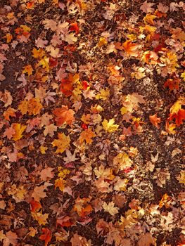 Bright autumn maple leaves cover the forest floor, capturing the essence of fall in Toronto.. pexels, bright, autumn