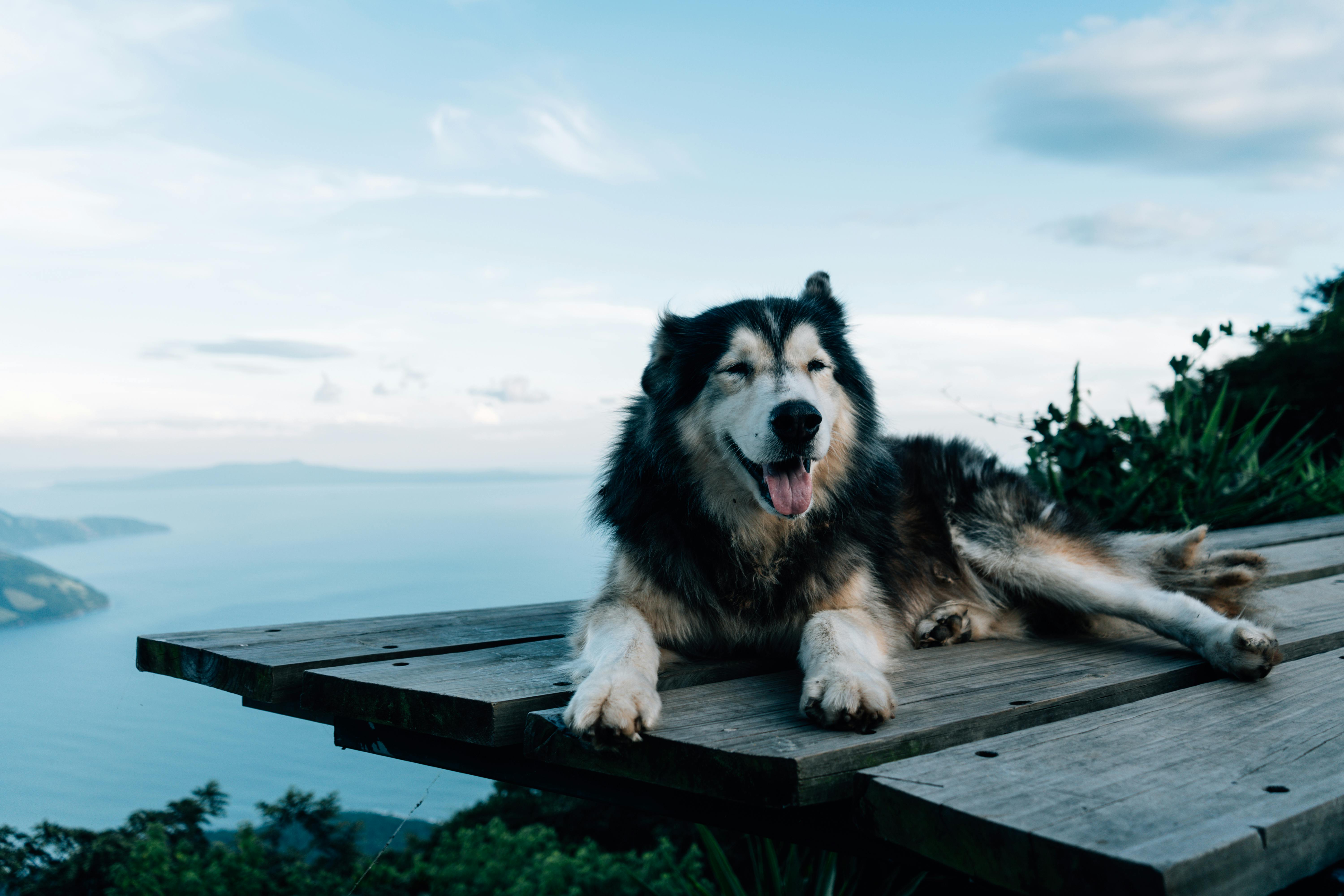 A joyful husky relaxes on a wooden platform overlooking a mountain landscape, embodying outdoor adventure.