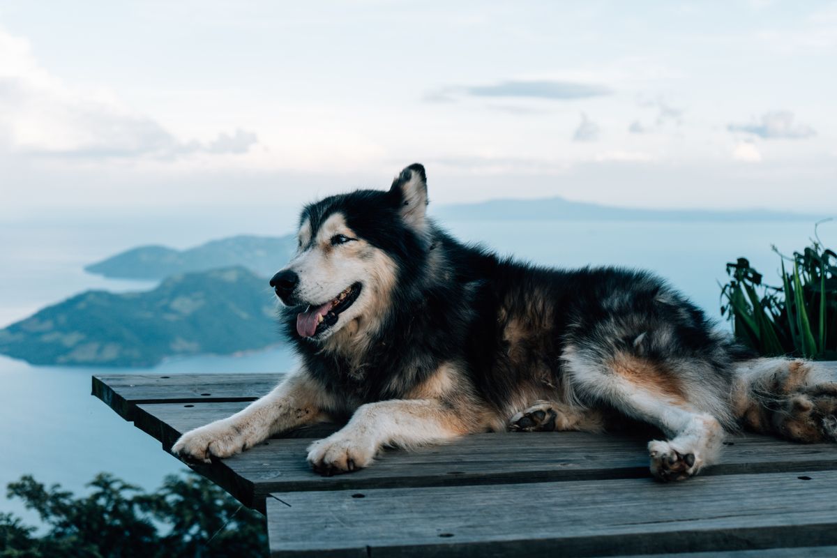 Probiotics for Pets: Natural Sources & Benefits