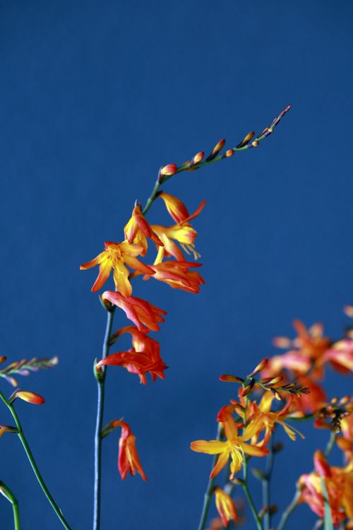 Free Bright orange and yellow Crocosmia flowers with vivid blue backdrop, ideal for floral decor. Stock Photo
