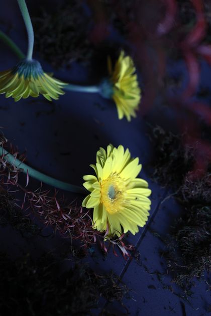 Macro study of yellow flowers by Andy Lee on Pexels
