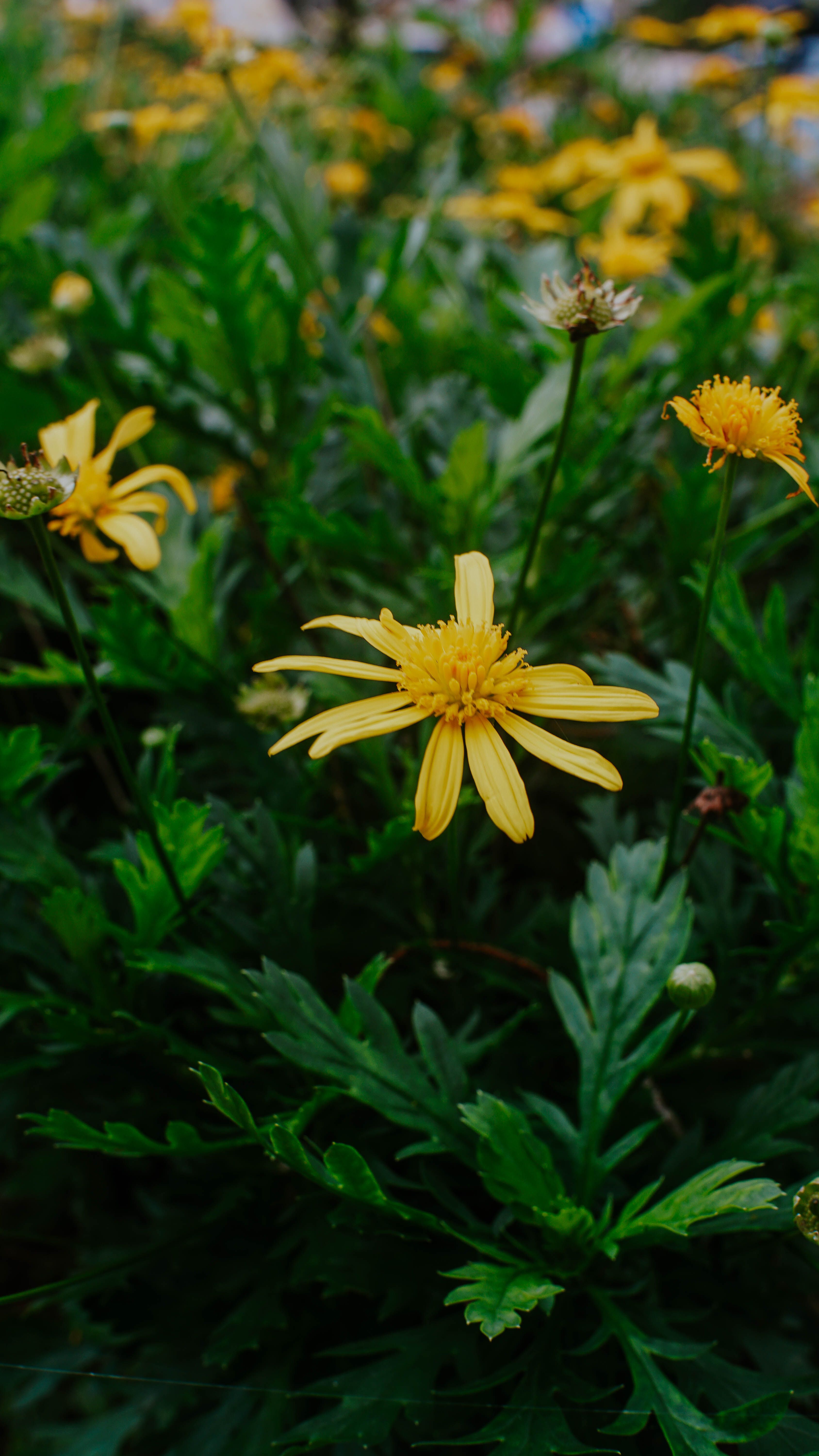 Close-up of bright yellow flowers surrounded by lush green foliage in Fraser's Hill, Malaysia.