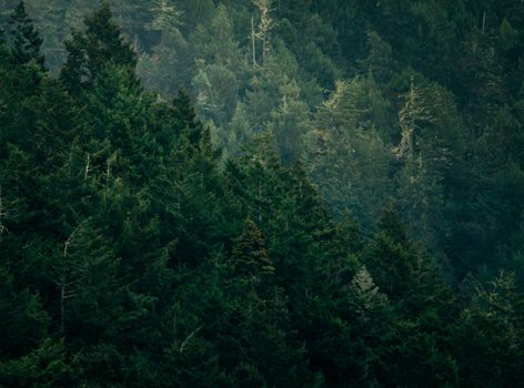 Lush green evergreen forest captured showcasing dense foliage.