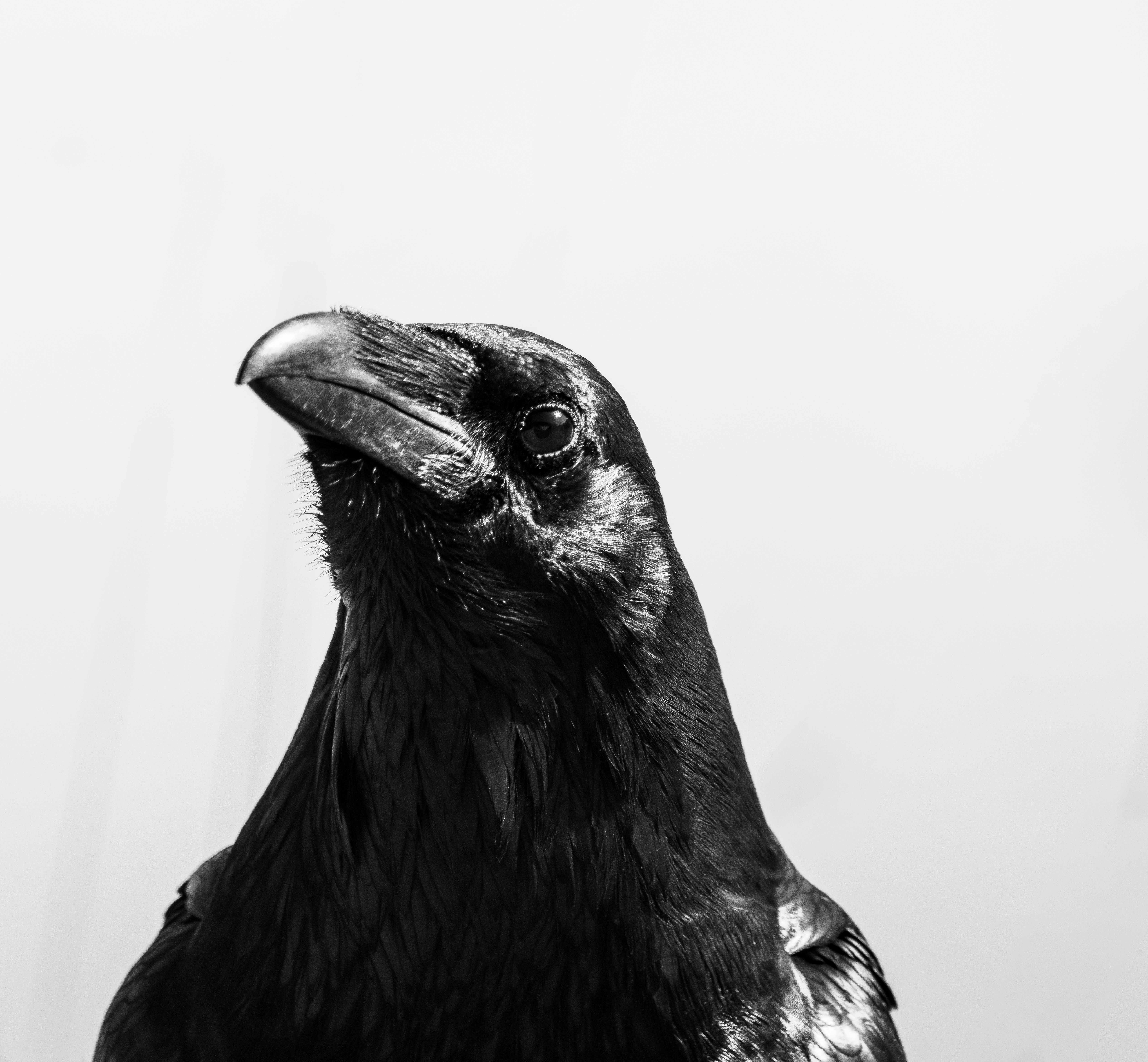 A striking black and white close-up portrait of a raven against a light background.