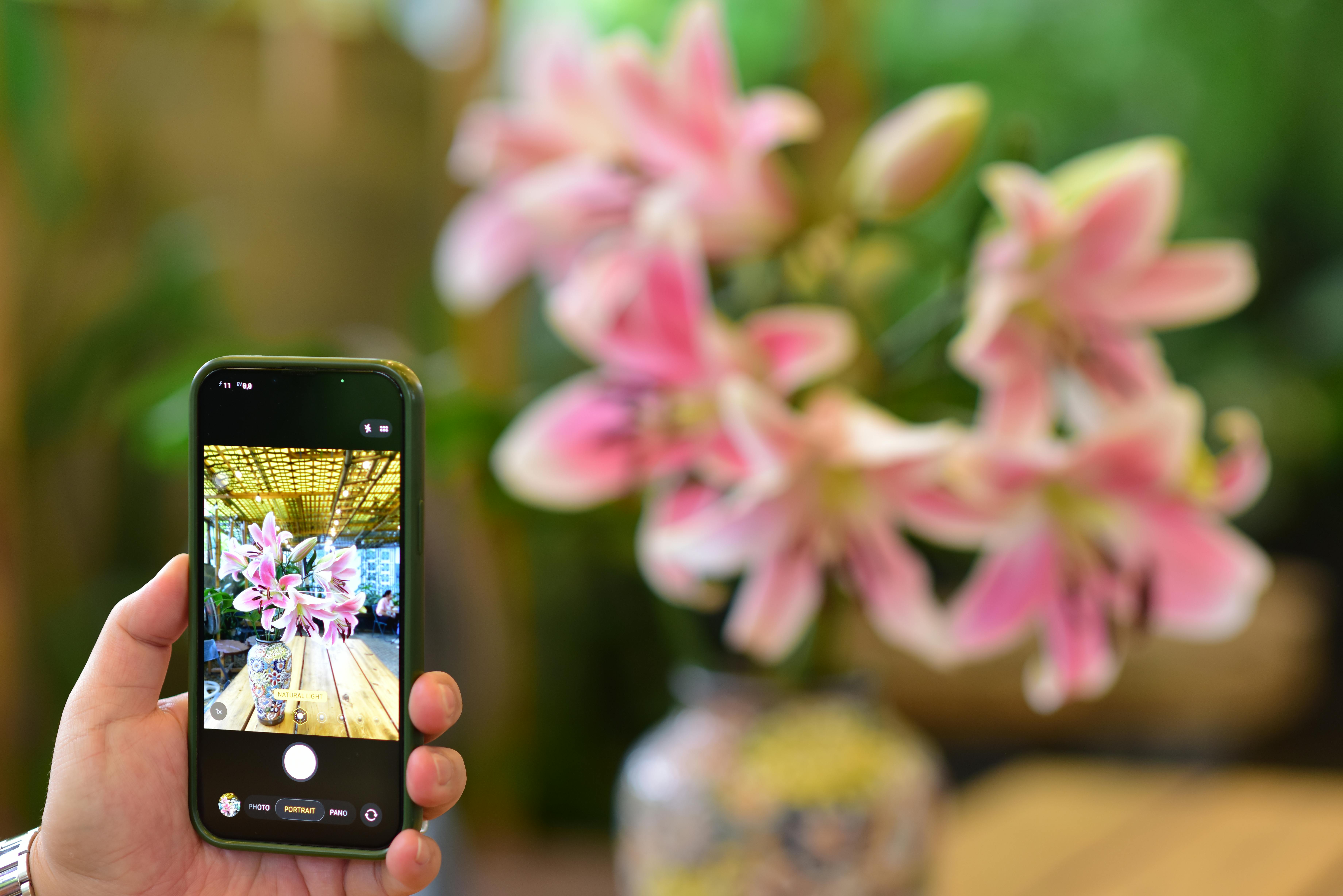 Free Photograph of pink lilies taken with a smartphone indoors. Stock Photo