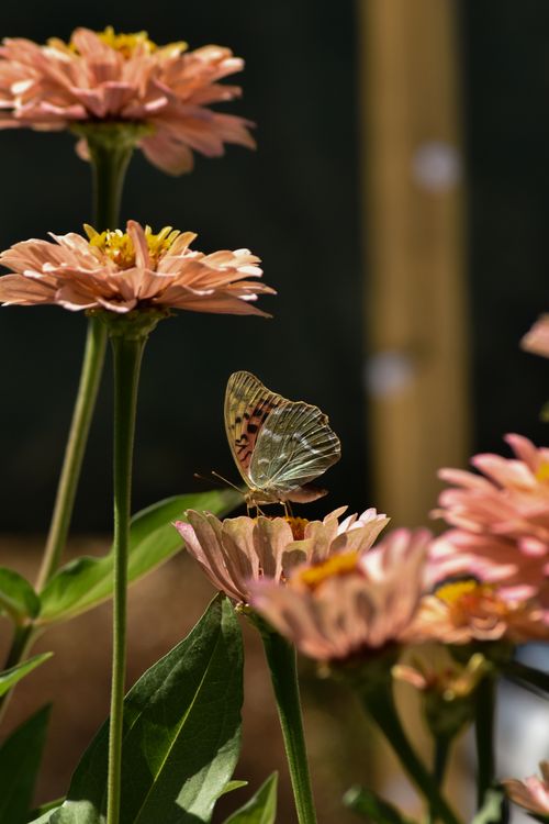 Free Close-up of a butterfly perched on pink zinnias, capturing nature's beauty in sunlight. Stock Photo