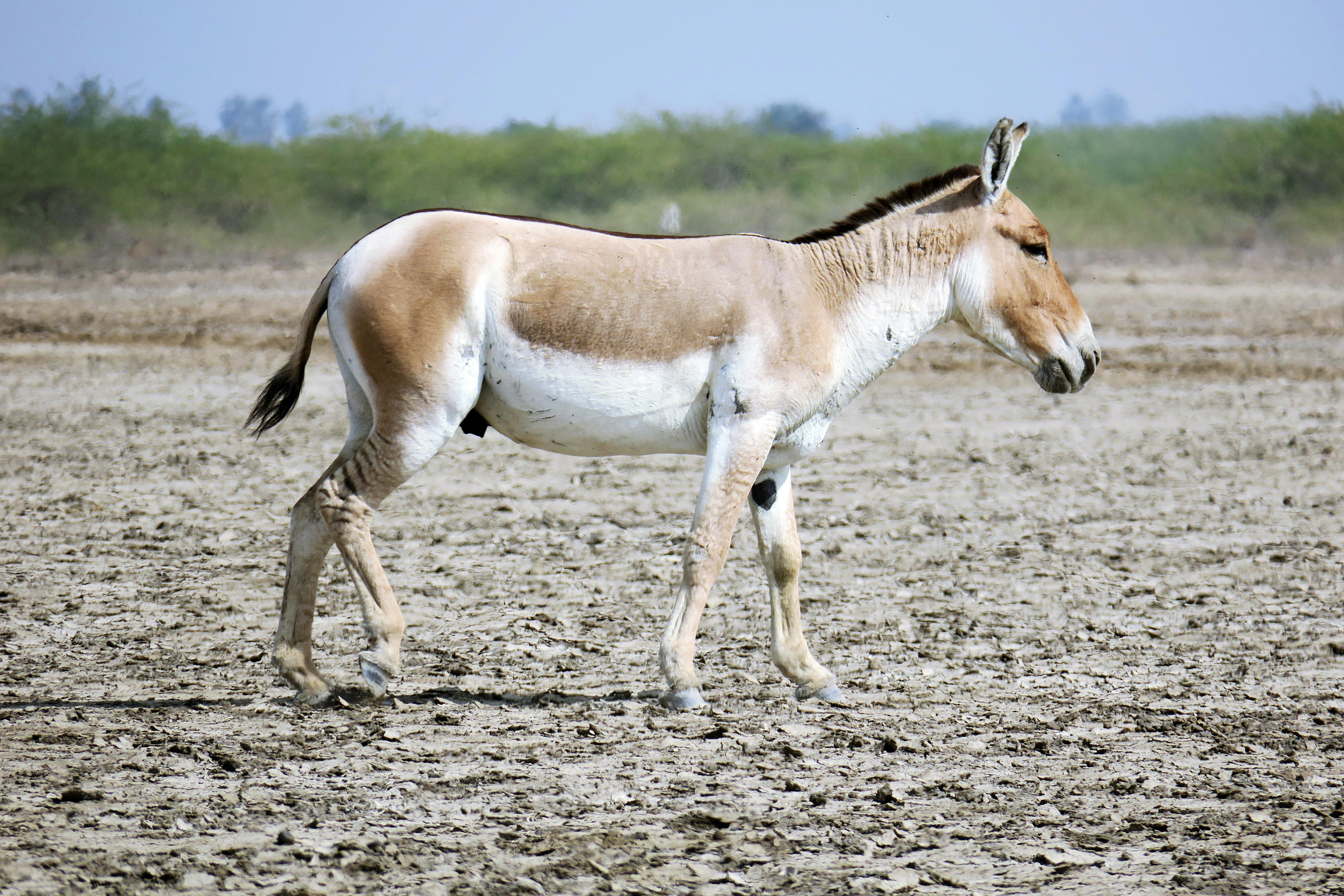 ฟรี ลาป่าอินเดียตัวหนึ่งกำลังเดินอย่างโดดเดี่ยวบนพื้นที่ทะเลทรายแห้งแล้งในแหล่งที่อยู่อาศัยตามธรรมชาติ คลังภาพถ่าย