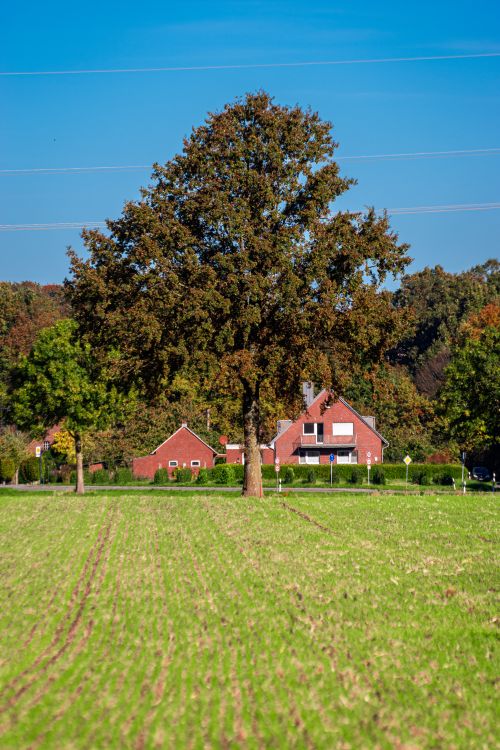 Free A vibrant autumn landscape featuring a lone tree in a field with a red brick farmhouse in the background. Stock Photo
