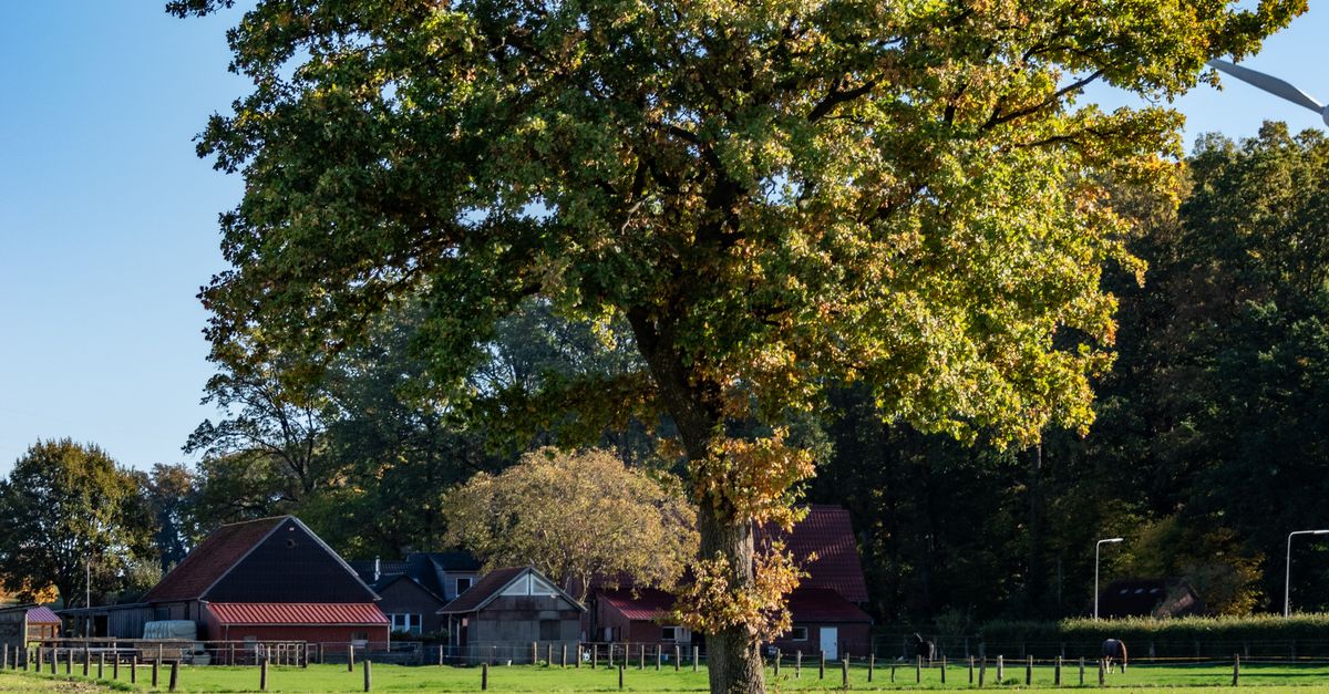 A Rural Tree Majestic Oak Tree in a Rural Countryside Setting · Free Stock Photo