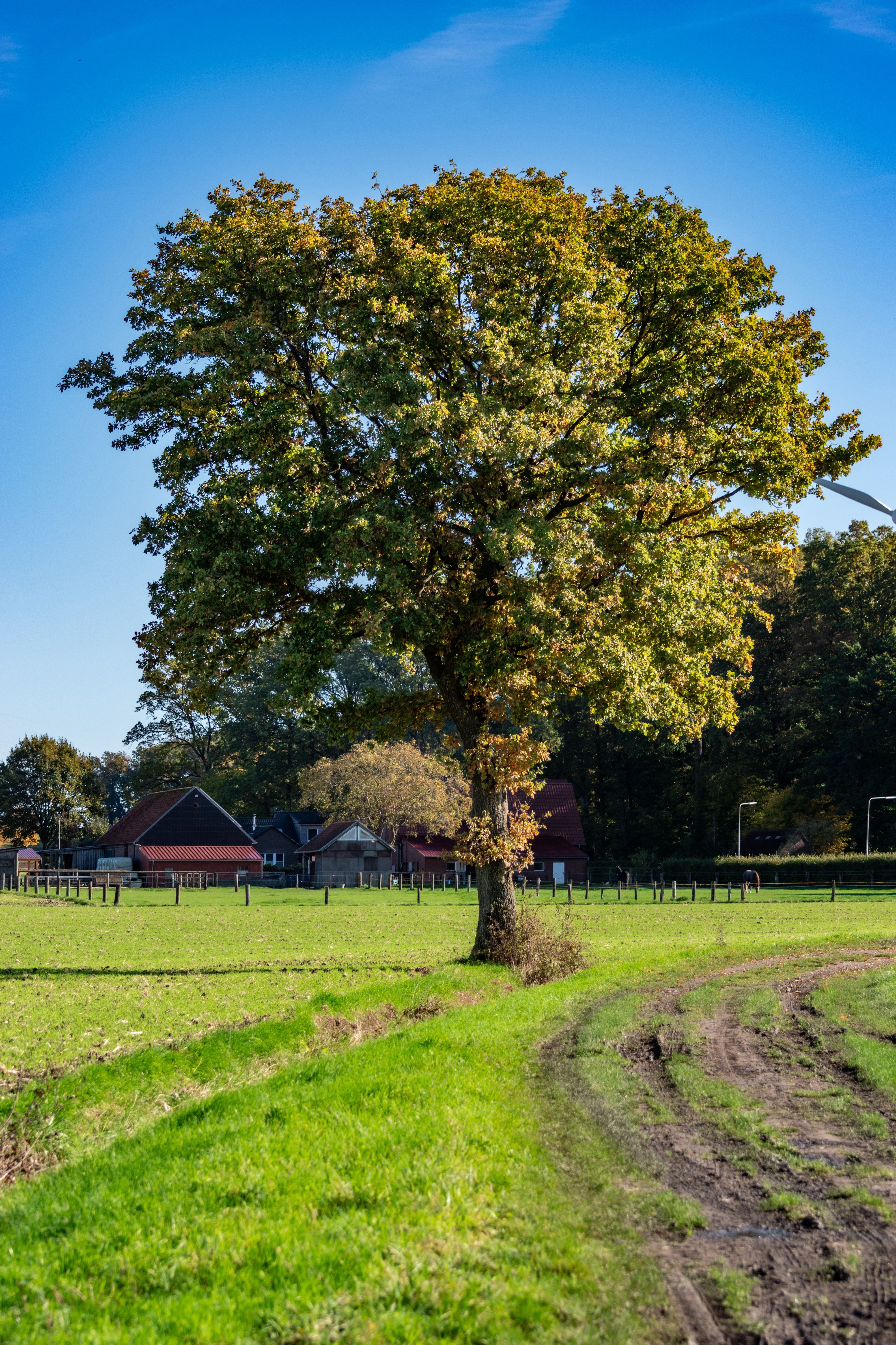 Majestic Oak Tree in a Rural Countryside Setting · Free Stock Photo