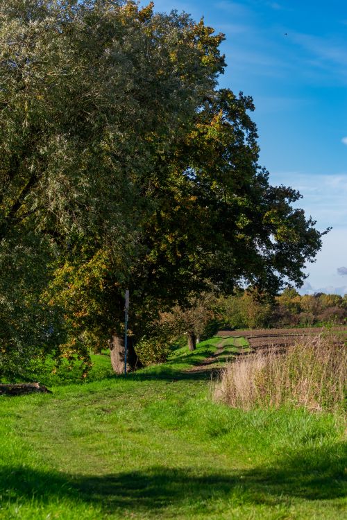 Free Serene view of a tranquil pathway surrounded by lush greenery and towering trees under a blue sky. Stock Photo