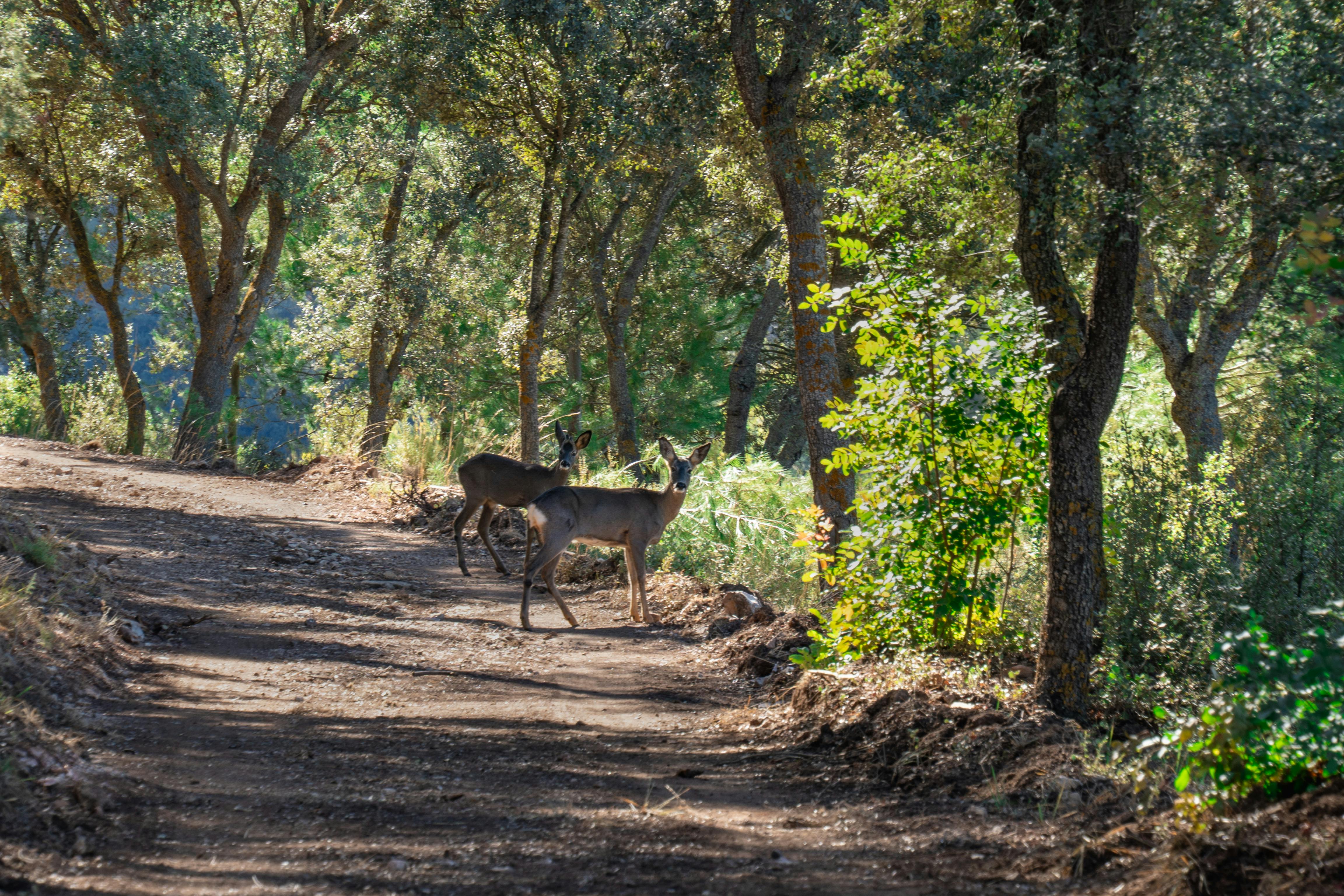 Independencia De Panamá De España: ¿Cómo Transformó La Historia? 1 5 Claves Esenciales sobre la Independencia de Panamá de España que Transformaron su Futuro