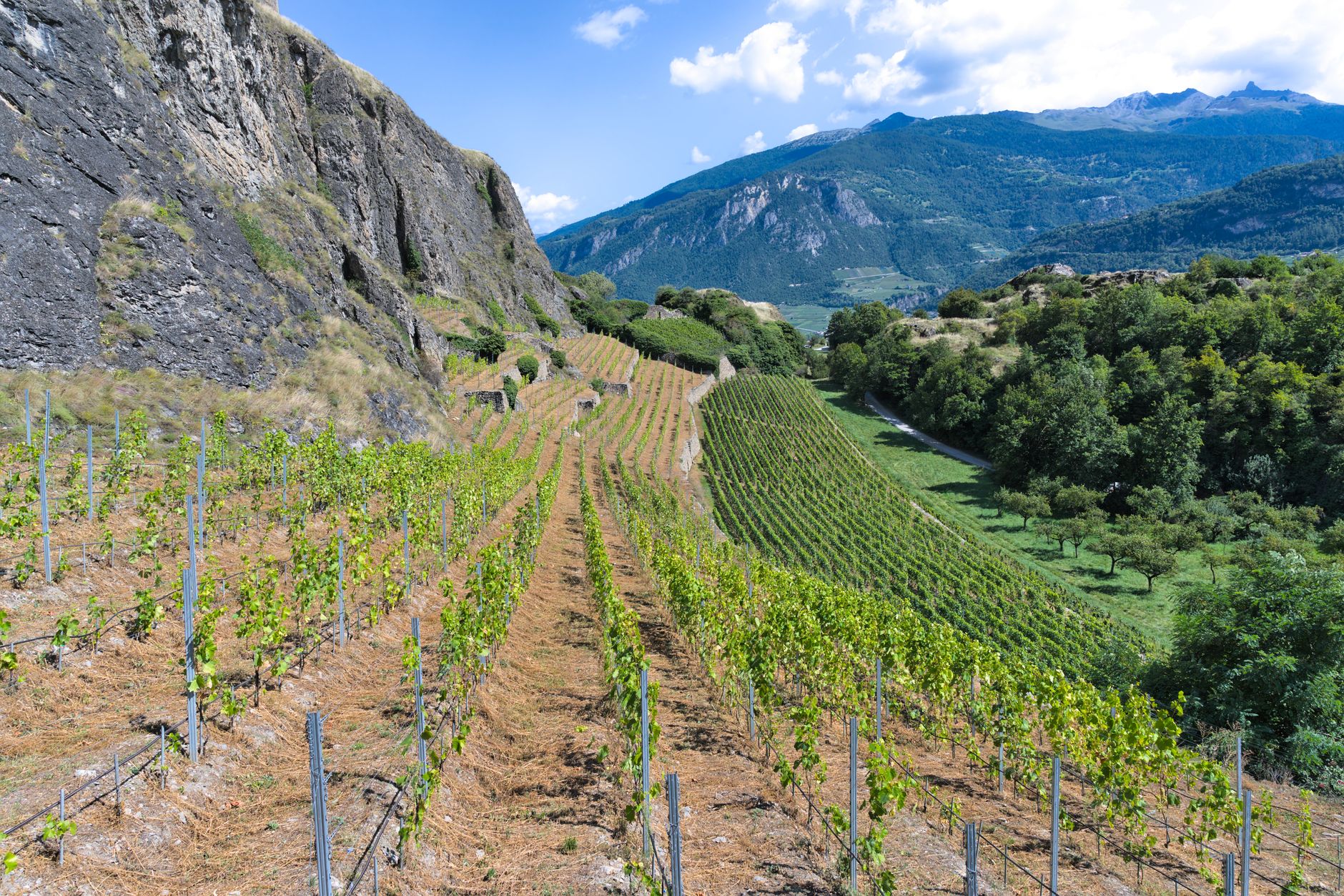 Terraced vineyards on a southern mountain slope with a stone winery below
