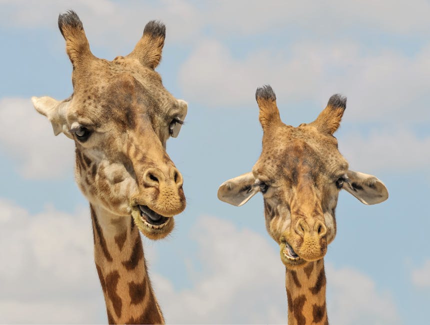 giraffe-animals-zoo-funny.jpg