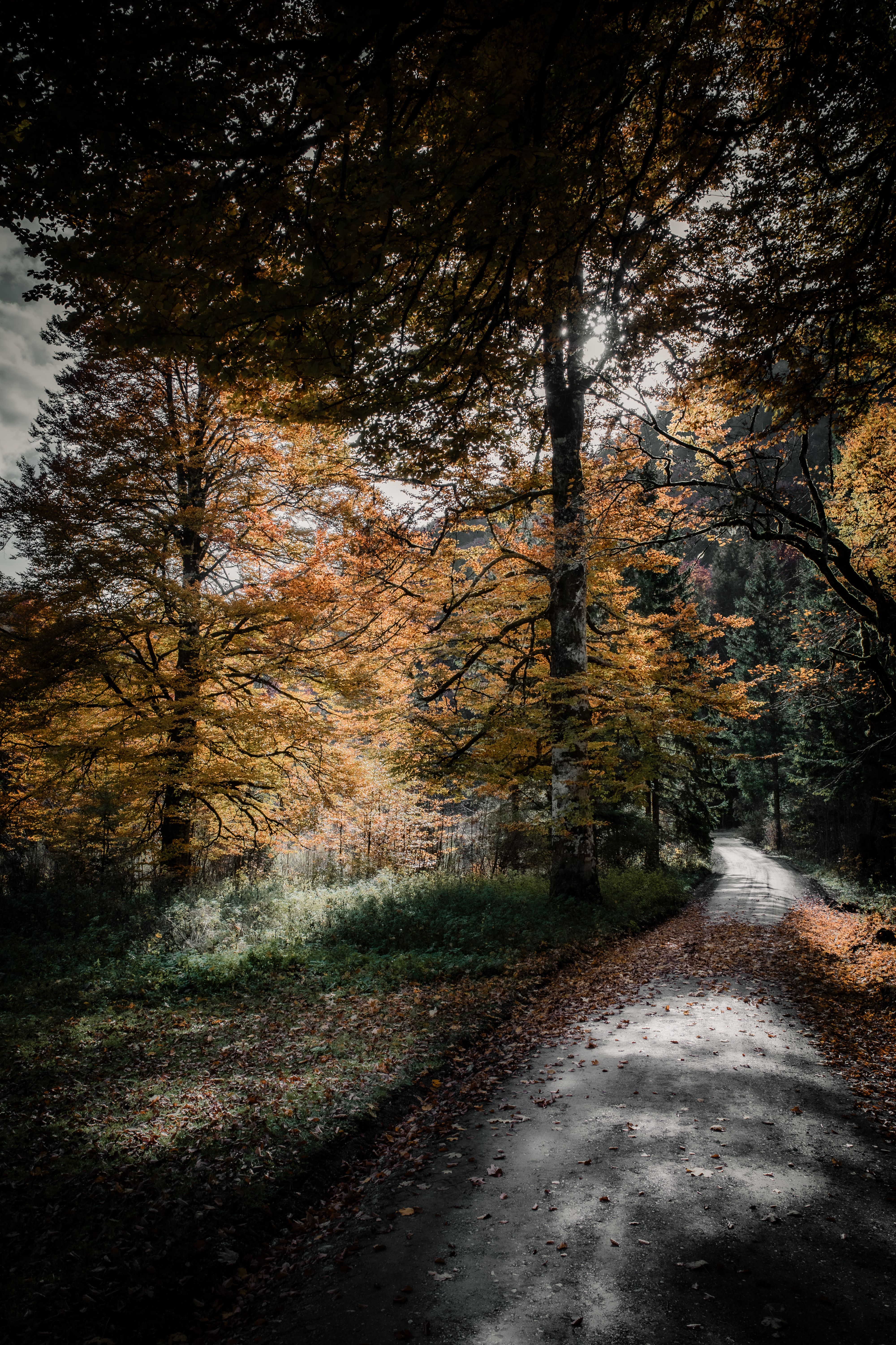 Serene Autumn Pathway in Ebensee Forest · Free Stock Photo