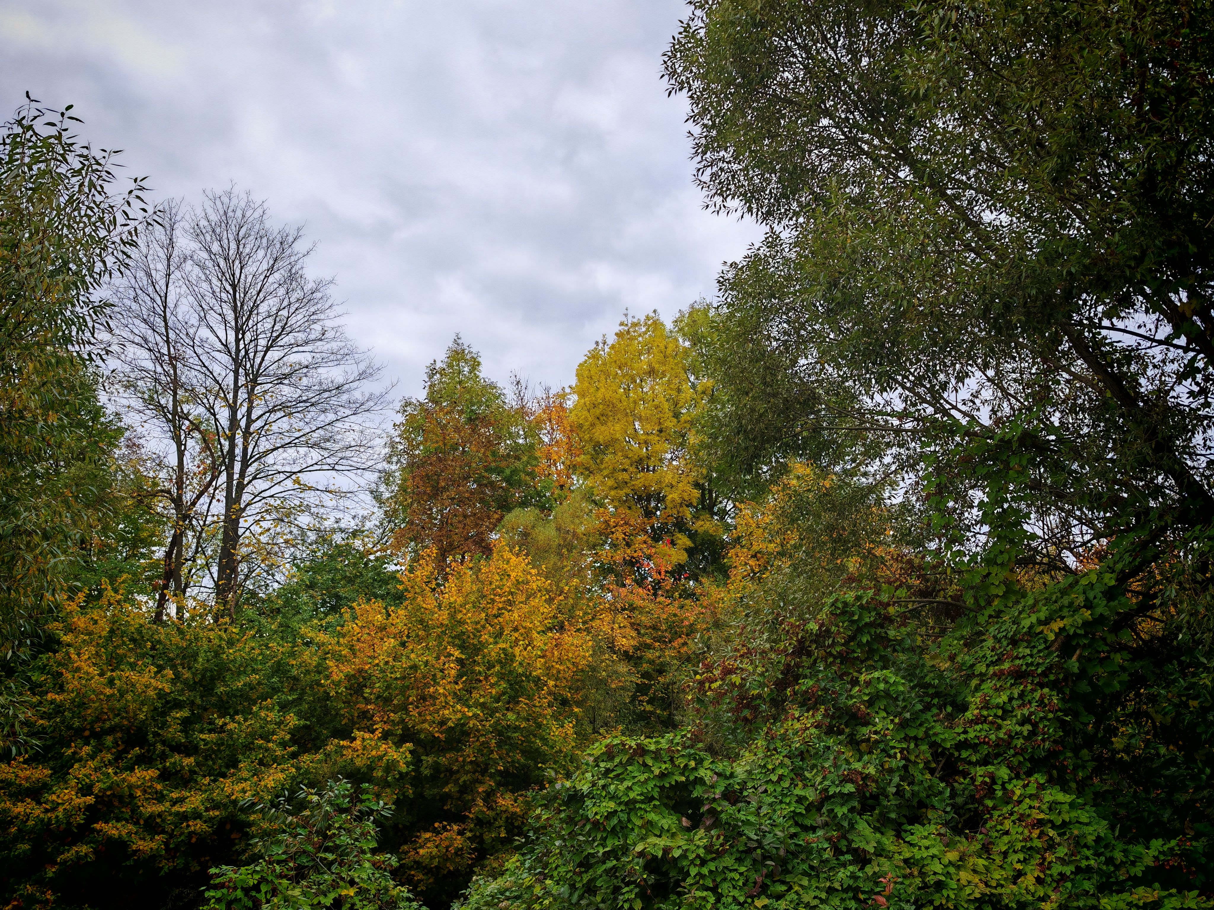 Vibrant Autumn Foliage in a Tranquil Forest · Free Stock Photo