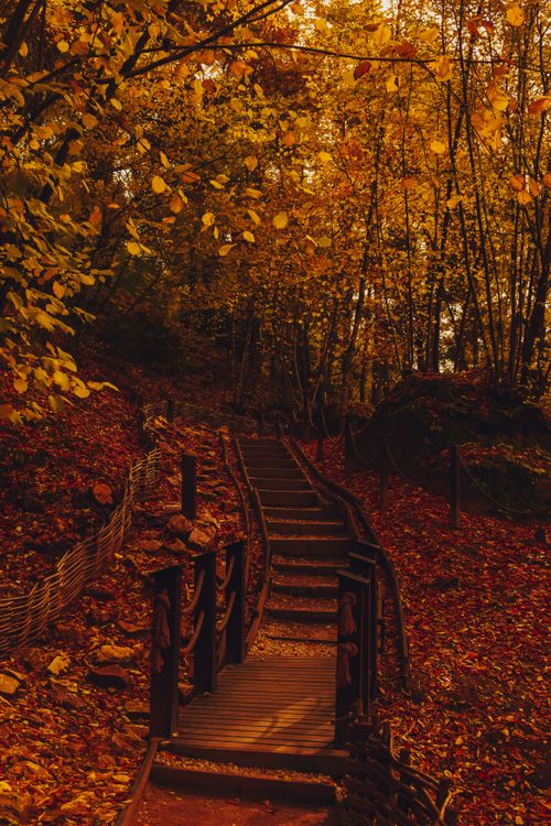 Rustic Fall Forest Rustic Autumn Pathway in a Serene Forest ยท Free Stock Photo