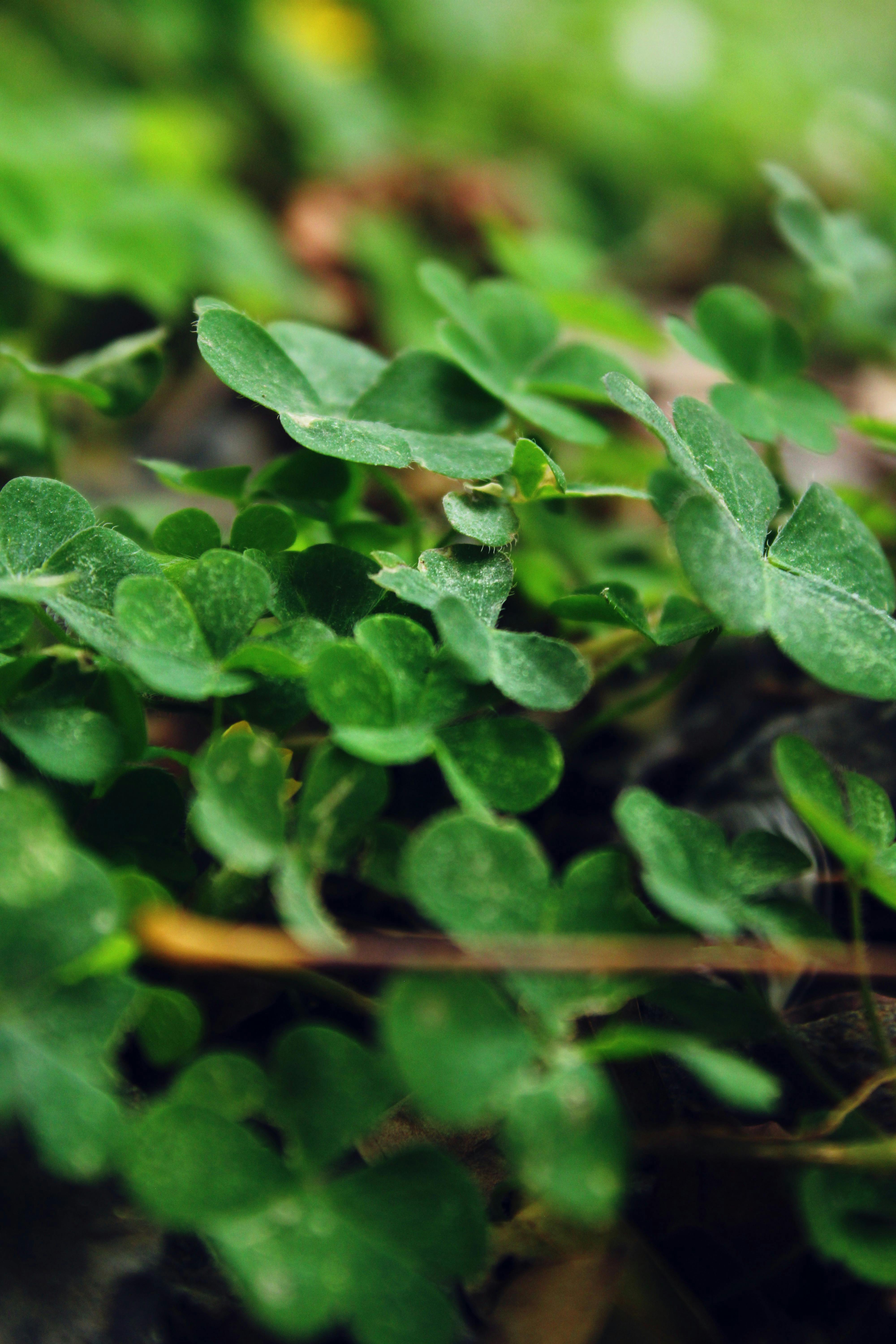 Detailed macro shot of vibrant green clover leaves in Ujjain, India, showcasing rich textures and natural beauty.