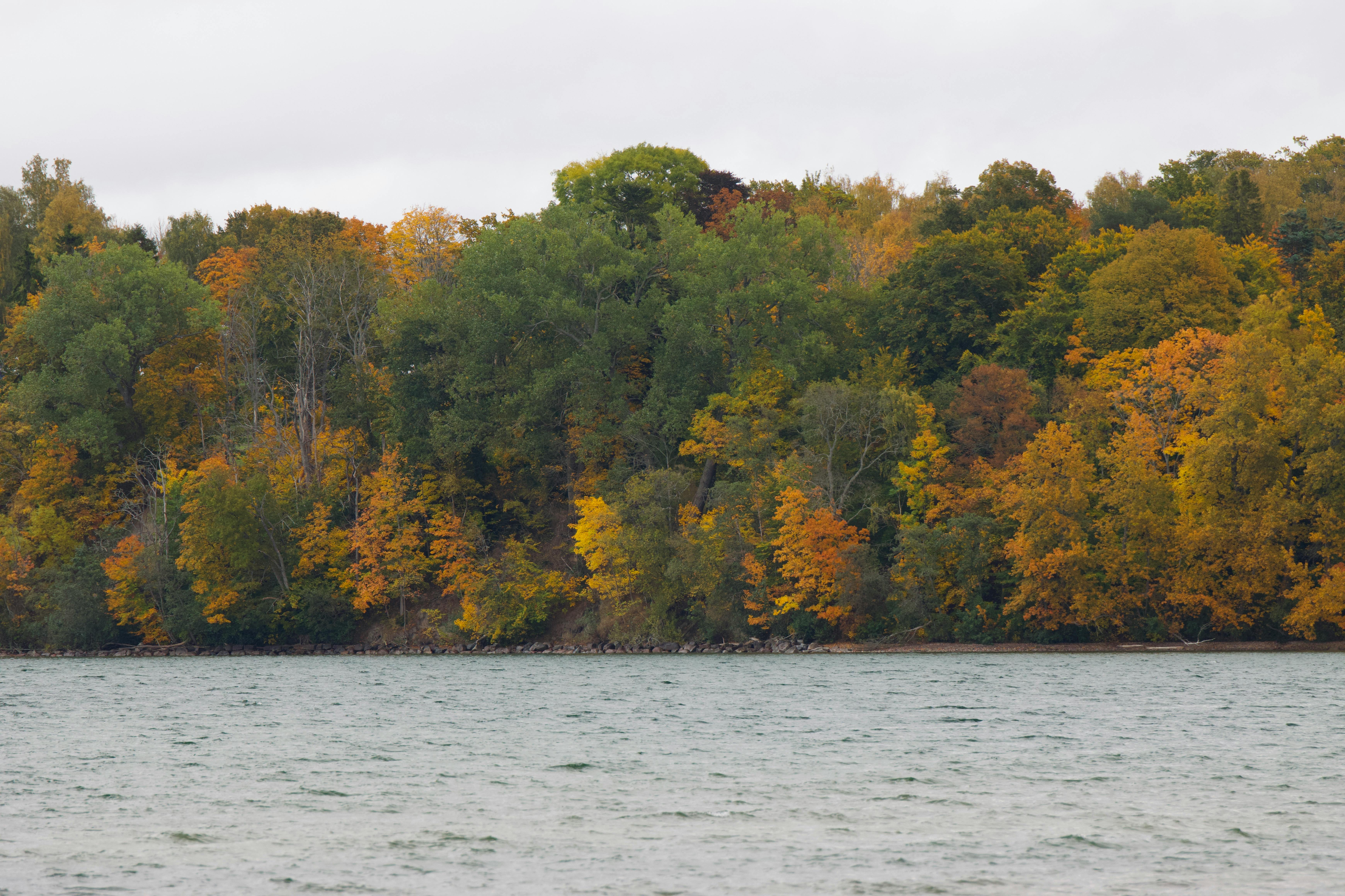Peștii își dezvăluie calitățile înnăscute pentru a înfrumuseța totul.