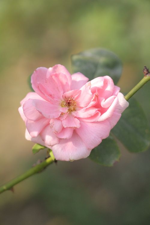 Free A soft pink rose in focus with blurred green background, symbolizing beauty and growth. Stock Photo