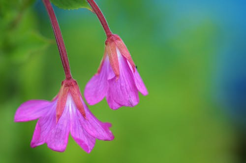 免費 紫色的花瓣花的特寫攝影 圖庫相片