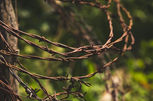 Free Detail view of coiled rusty barbed wire against blurred green background. Stock Photo