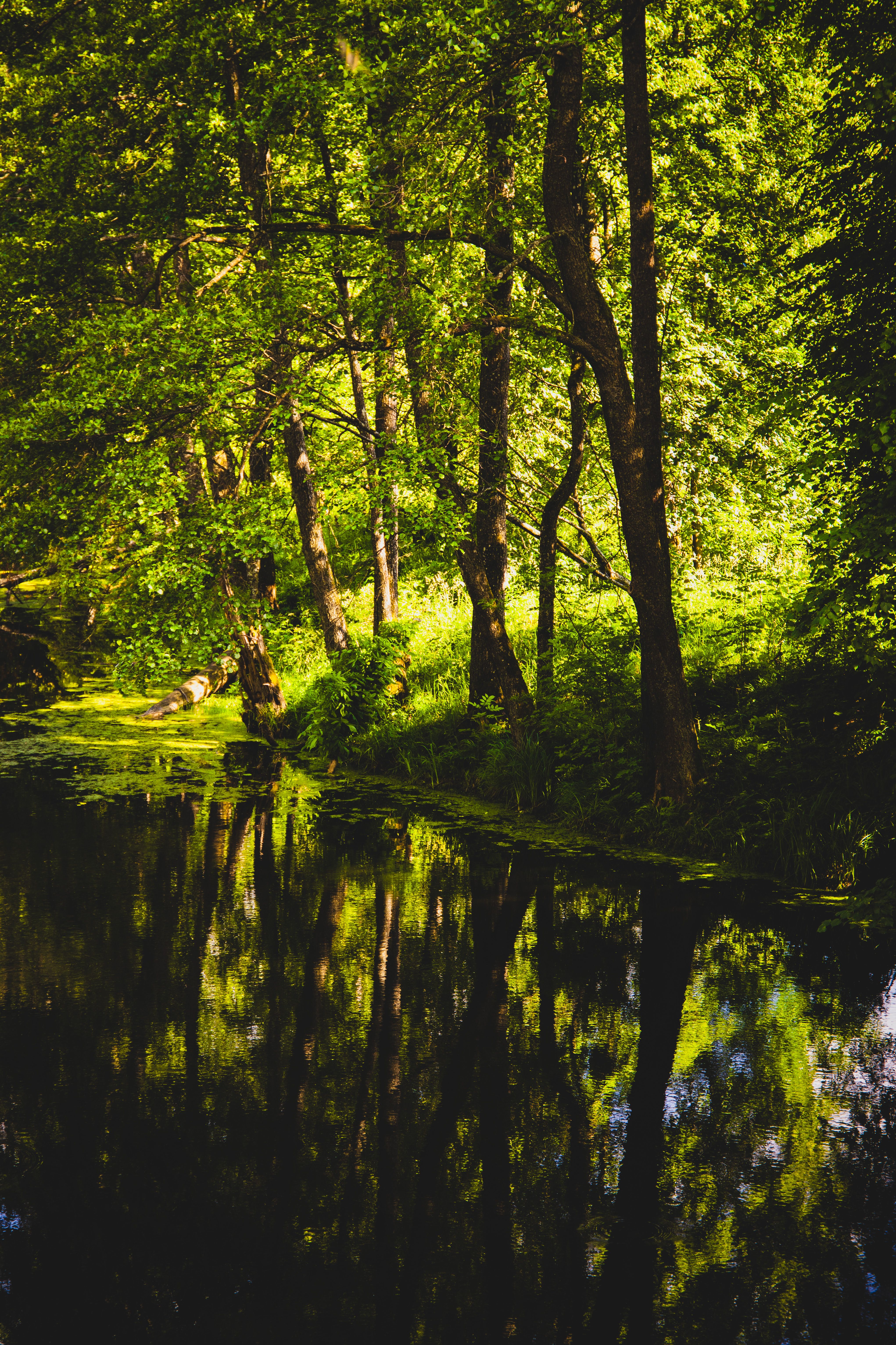 Serene Forest with Reflective Stream · Free Stock Photo