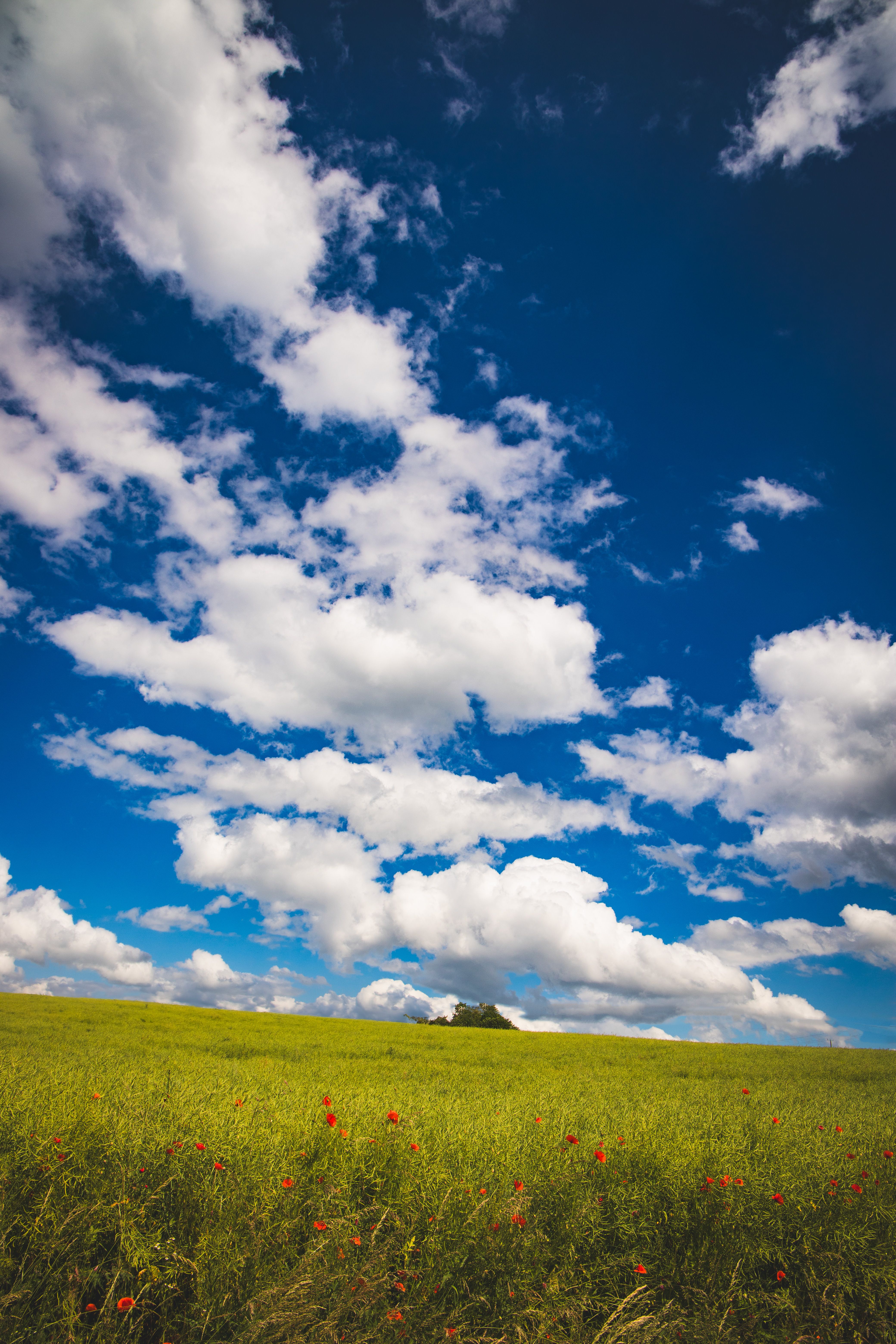 Lush Green Field Under Blue Sky and Clouds · Free Stock Photo
