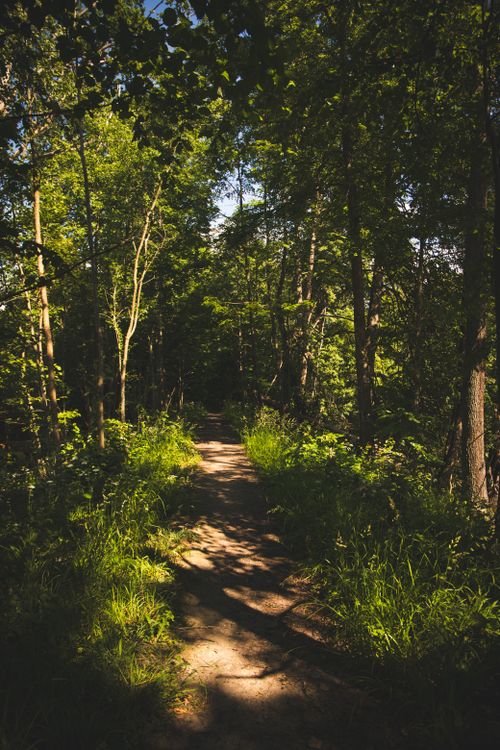 Free A tranquil forest path illuminated by summer sunlight, surrounded by lush greenery. Stock Photo