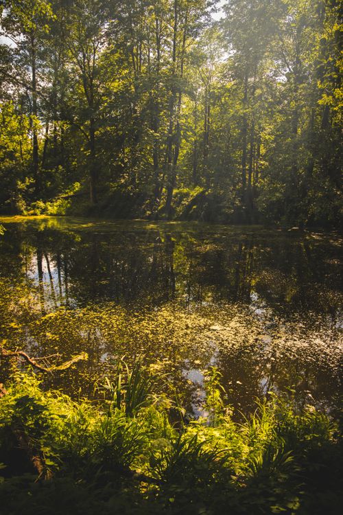 Free Tranquil forest pond reflecting trees under bright summer sunlight. Stock Photo