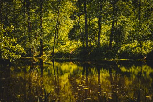 Free Serene forest landscape with vivid green reflections on a calm lake, highlighting nature's tranquility. Stock Photo