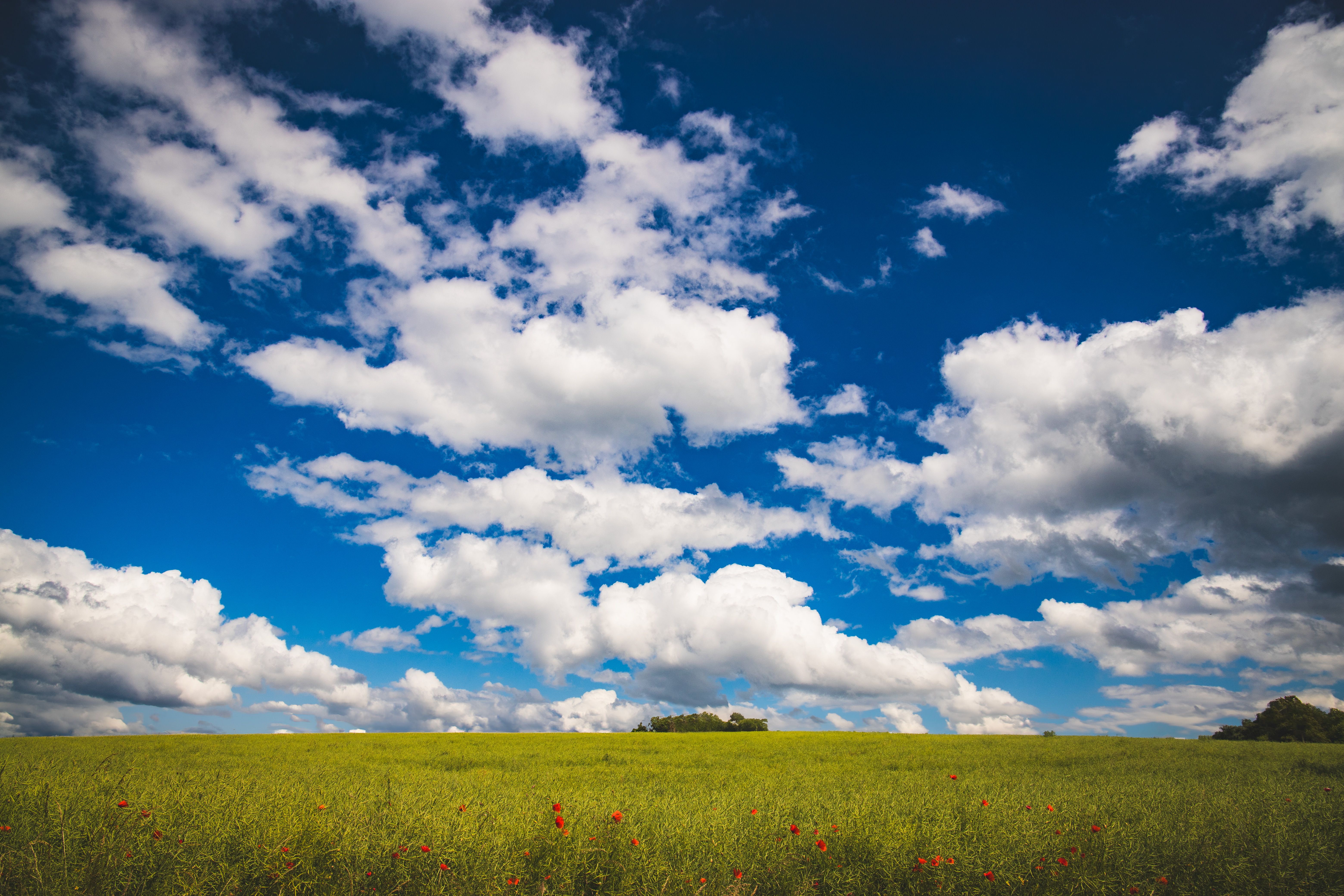 Vibrant Summer Field with Blue Sky and Clouds · Free Stock Photo