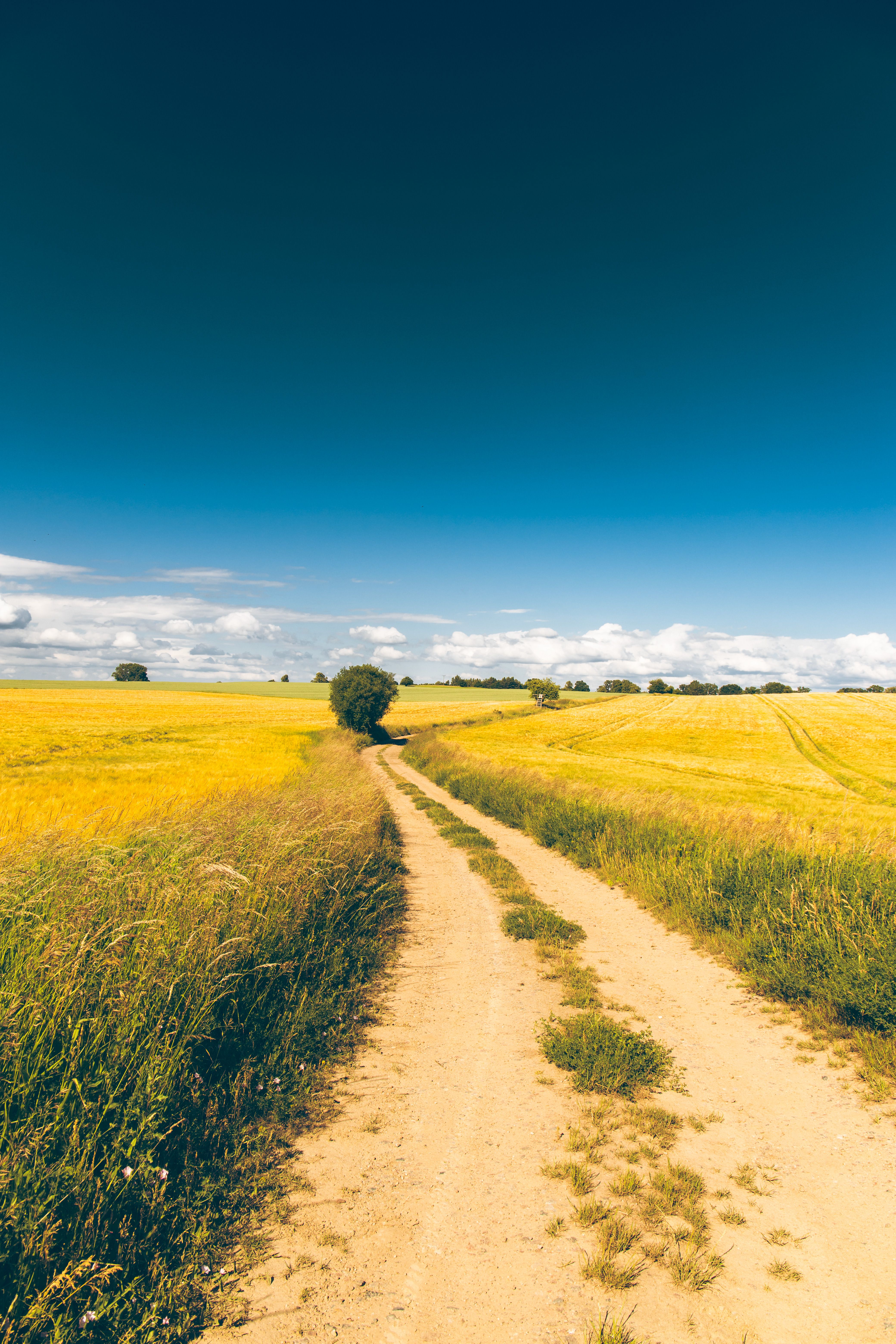 Dirt Road Through Golden Fields Under Blue Sky · Free Stock Photo
