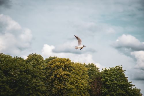 Free A lone seagull gracefully soars over a lush green forest under a partly cloudy sky, invoking freedom. Stock Photo