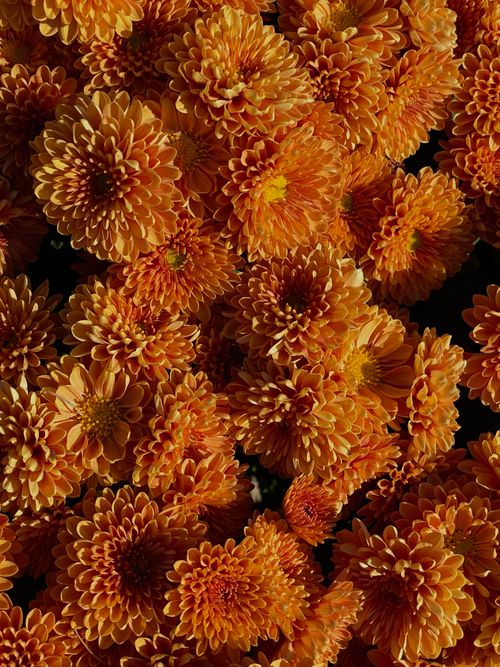 Free A stunning assortment of orange chrysanthemums showcasing their full vibrant bloom. Stock Photo