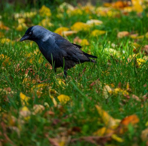 Free A Eurasian Jackdaw stands in a grassy field with autumn leaves. Stock Photo