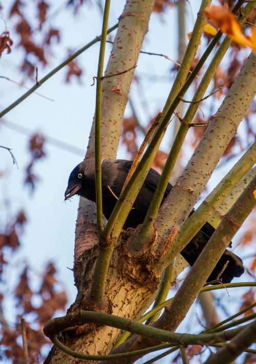 Free Close-up of an Eurasian Jackdaw (Corvus monedula) on a tree branch, bathed in warm sunlight. Stock Photo