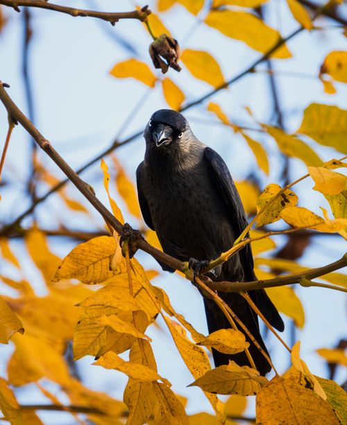 Free A majestic Eurasian Jackdaw perched on a branch surrounded by golden autumn leaves. Stock Photo