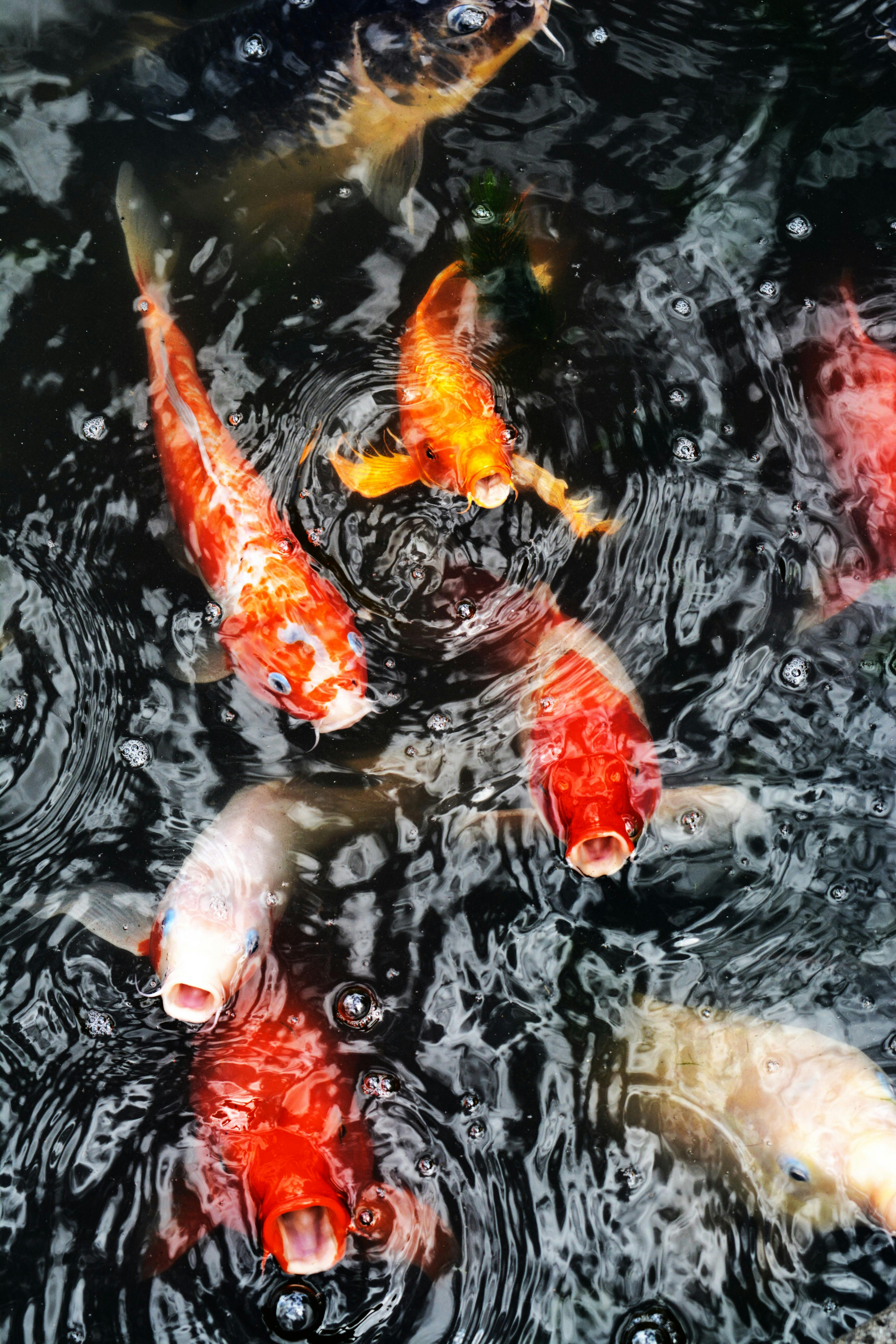 Vibrant koi fish swim in a garden pond creating circular water ripples.