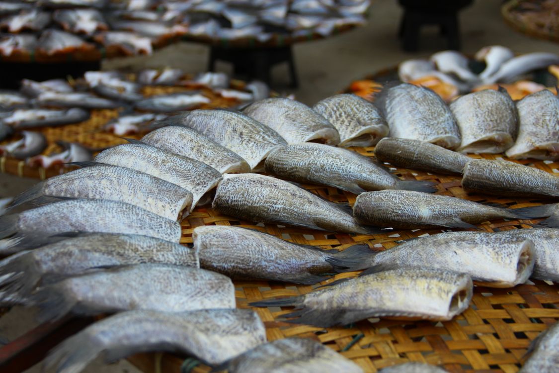 Drying Fish Sample Array of Fresh Fish Drying in Market Display · Free Stock Photo