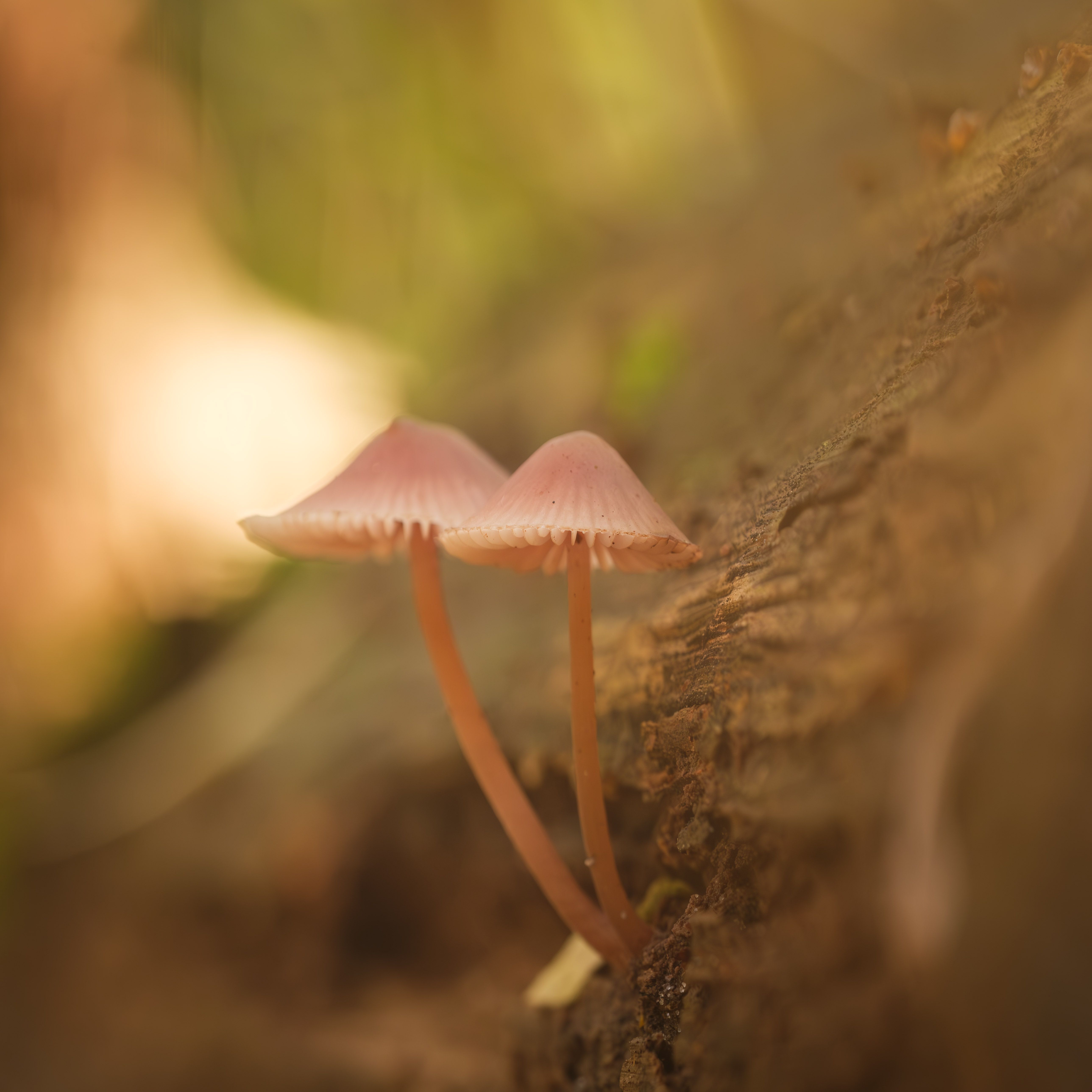 Cover art for Petrichor Suite — photo by Tim Heckmann on Pexels