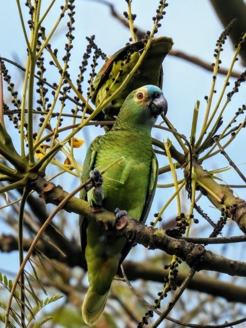 Free A vibrant green parrot perched on a branch among budding tree leaves, showcasing its colorful plumage. Stock Photo