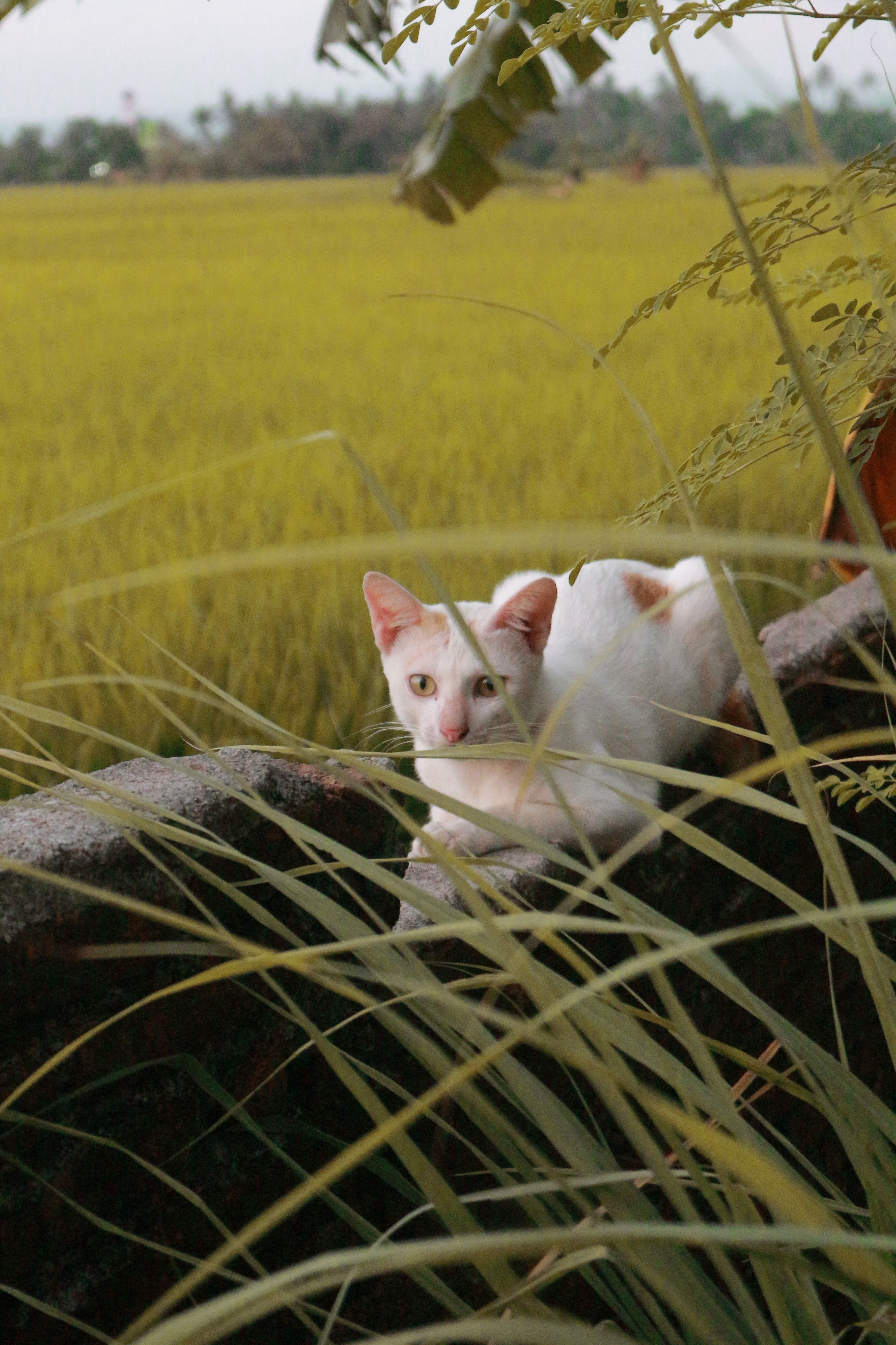 White Cat Relaxing in South Sulawesi Rice Field · Free Stock Photo