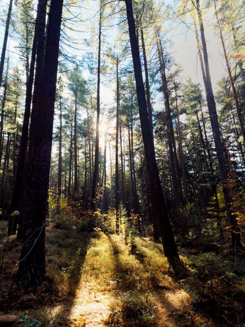 Free Captivating sunlit forest with tall trees casting shadows, located in the Bohemian Uplands. Stock Photo