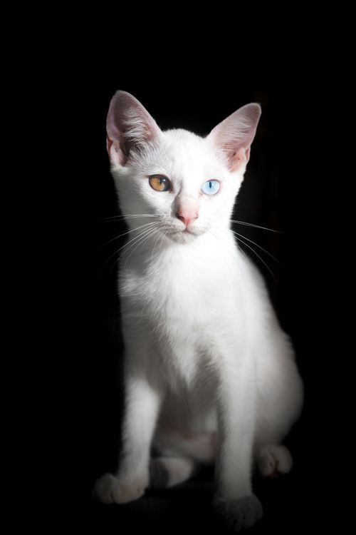 Free Close-up portrait of a white cat with blue and amber eyes against a dark background. Stock Photo