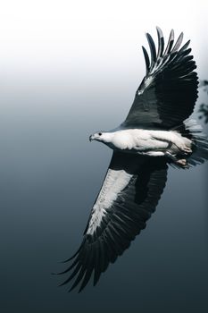 eagle photo