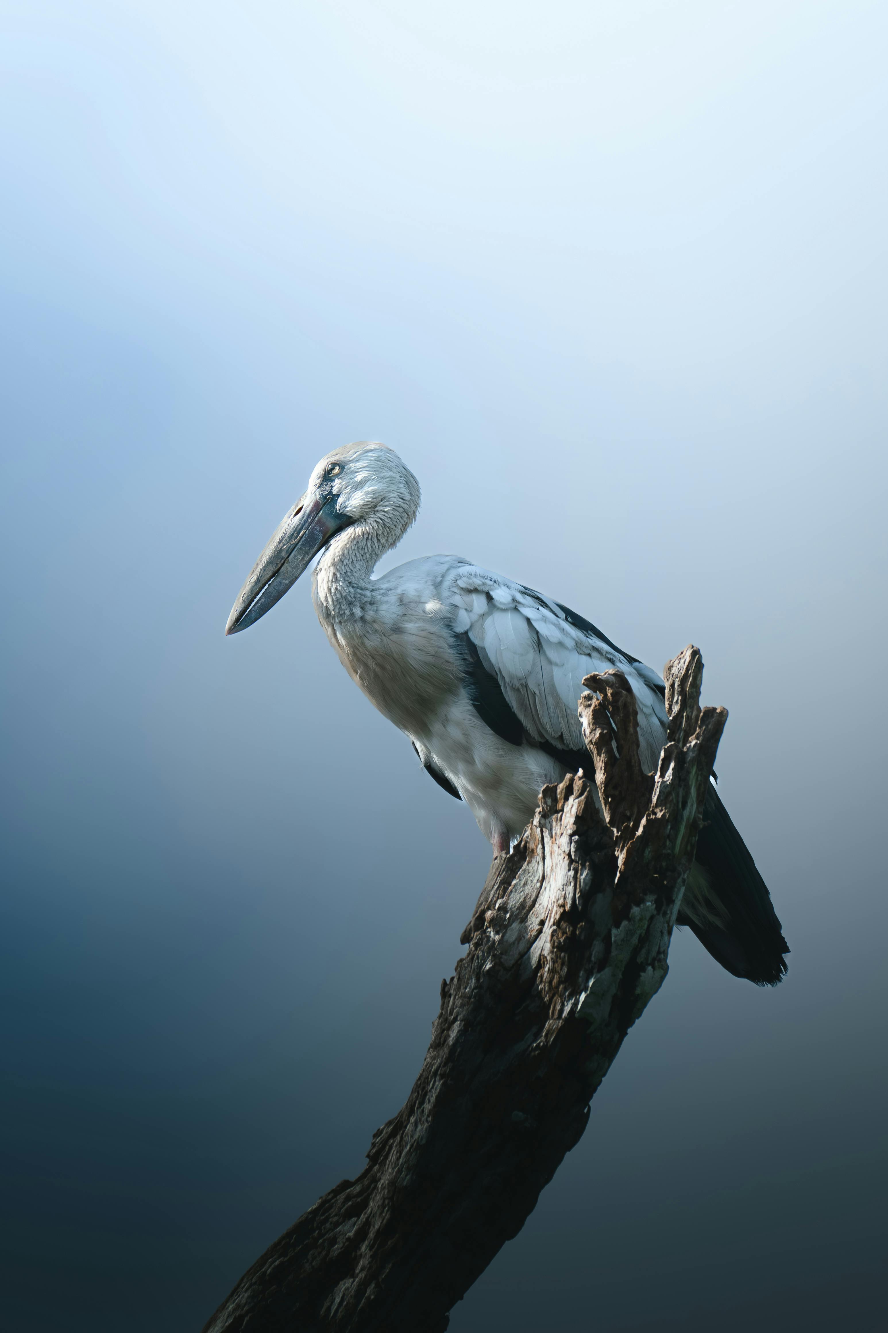 A beautiful stork resting on an old branch against a serene blurred background.