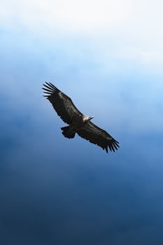 A vulture soaring gracefully against a clear blue sky, showcasing its wingspan and strength.