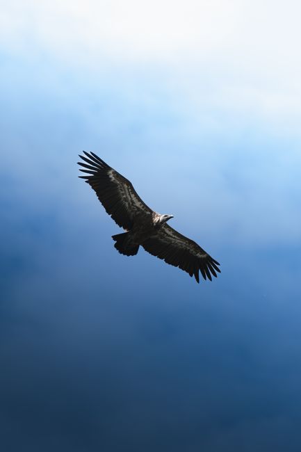 A vulture soaring gracefully against a clear blue sky, showcasing its wingspan and strength.