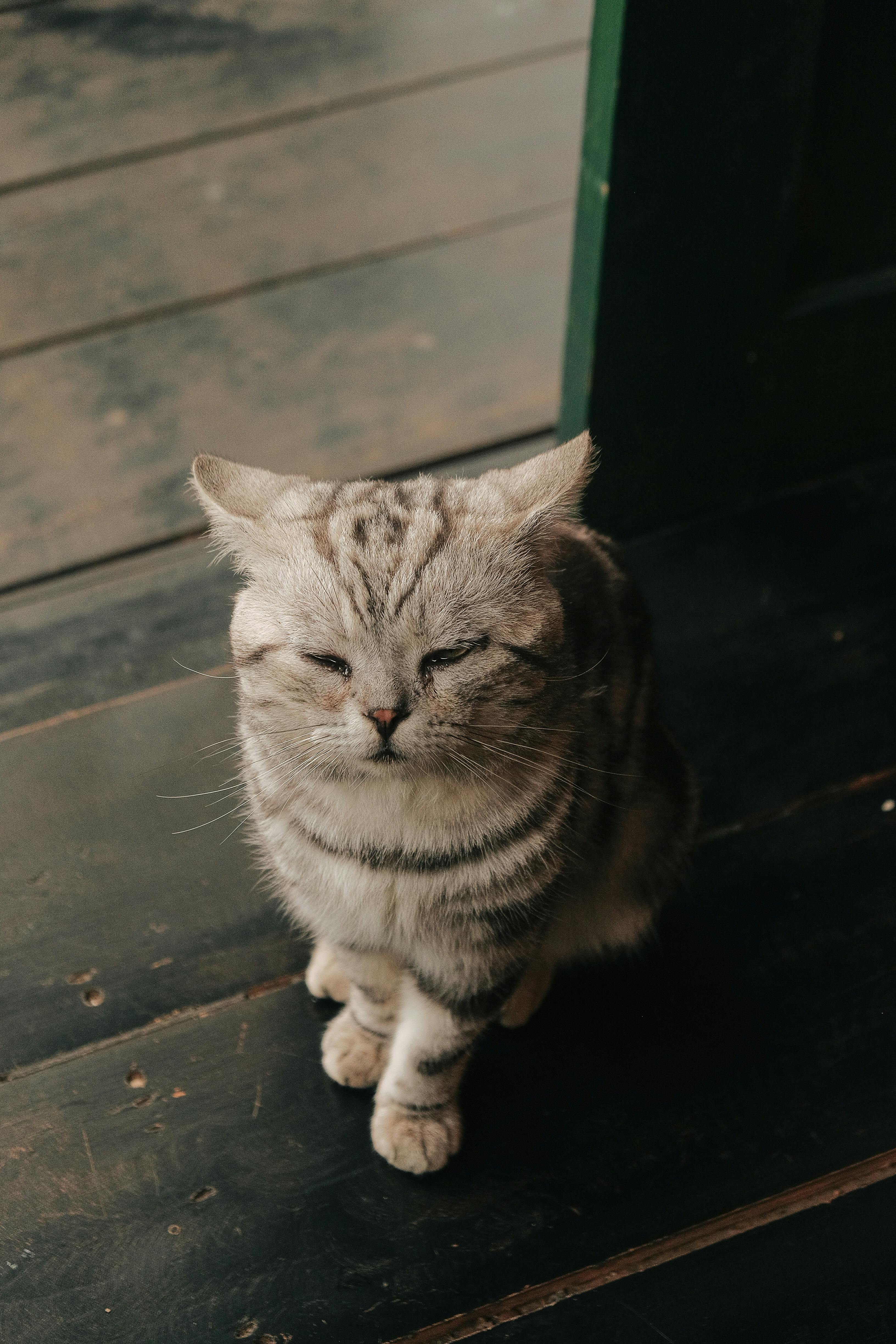 一只蓬松的虎斑猫安详地坐在室内质朴的木地板上，散发着平静和温暖